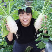 양구 흙무 가을무 1박스