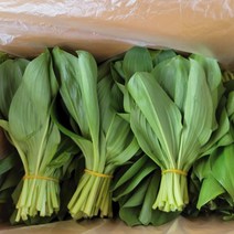 숙이네농장 강원도 양구 산나물 명이나물 500g 1kg 2kg, 명이나물 1kg