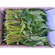 야채왕 국산 당귀 쌈채소 건강채소 짱아치 당귀잎, 당귀100g