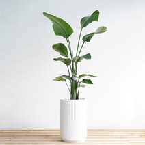 대형 여인초 극락조화 화이트도리아화분 개업식 거실화분, 필요없음, 바퀴형+8천원