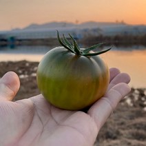 (당일수확) 프리미엄 부산 대저 짭짤이 토마토 2.5kg 농협인증, 옵션2 .2S(2.5kg)