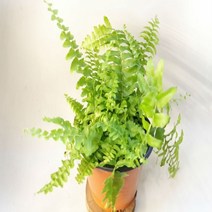 보스톤 고사리[1화분] 반수생식물