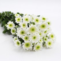 소국 화이트 생화택배 (고속터미널꽃시장 직배송) 꽃예꽃, 취소처리(취소선택시 다른꽃변경불가), 금~일요일 구매시 (화요일 도착)