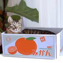 감귤 마약박스 고양이 스크래처 스크레치 발톱