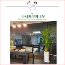없음 [반값화분] MAIN-대형아레카야자나무160 직접배송 축하화분 개업화분 거실화분 카페화분 인테리어화분 아레카야자 극락조 알로카시아 파키라 고무나무, 기본상품(막분+접시받침)