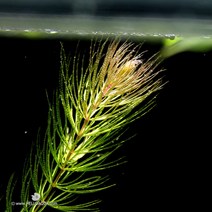 바보사랑 수초 마츠모 10cm급 5촉 수질정화 물위에 뜨는 어항위 부상식물.헬로아쿠아