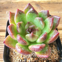 (숙이네다육이야기)826-흑장미 청정 남해 화분과 함께 배송