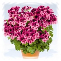 [어린모종]제라늄(영양계-리갈) : 8cm분, 캔디플라워 핑크위드아이, 1개