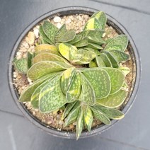 꽃다리 자보금 45 다육식물 다육금 아이만배송, 1개