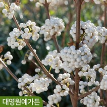 좀작살나무(스노우퀸) 5치포트 백색 열매 여름꽃 정원수 꽃나무
