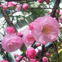 산앵두나무(이스라지)실생1년(5주묶음)묘목/c1313