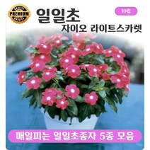 매일피고지는 일일초종자 5종 모음, 2. 일일초 자이오 라이트스카렛 10립, 1개