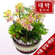 대박플라워 골드미니호접 승진선물 취임 영전 이전 개업선물 부모님선물 꽃배달