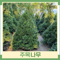 주목나무 묘목 실생3년 뿌리묘 10개