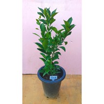 싱그러운농원 꽃과 나무를 기르는 농장에서 직접 키우는 한라봉나무 2년생