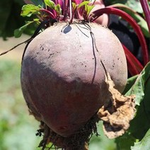 제주산 레드비트 3kg(실중량), 3.레드비트 3kg
