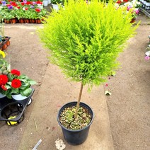 핫도그 율마 (중대품) 동글동글 핫도그를 닮았어요 피톤치드 명품 율마