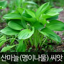산마늘 씨앗 산마늘씨앗 명이나물 씨앗 명이 50알, 1개