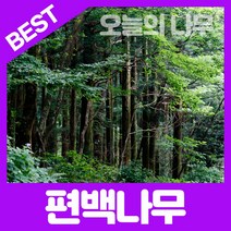 합리적 가격의 우수한 편백나무묘목 포트묘(30cm-1m), 편백나무 포트묘(50cm이상)