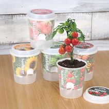 제이트리그로우 톡톡 - 마음을 노크하는 작은 정원 꽃키우기 해바라기키 허브바질키 방울토마토키 인테리어식물키 씨앗키 봉선화키 메리골드+jaytreㄷ, 선택_허브바질