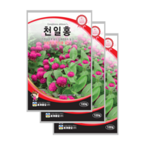 천일홍 씨앗 100립 천날살이풀 종자 globe amaranth, 9
