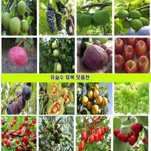 과일나무 묘목 대봉감나무 대추 매실 사과 체리 복숭아 자두 살구 배 포도 왕오디 밤 아로니아 블루베리 석류 복분자 왕보리수 앵두나무 모과 무화과 호두 칼슘나무 미니사과, 부사사과 접목2년