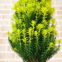 도희씨네 정원>> 화사한 황금편백 옐로우봉 240″ class=”wr-img”></a></div>
</p></div>
</p></div>
</p></div>
<div class=