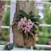 스코엔오키스 프라그랑스 목부작 희귀서양란 소형란