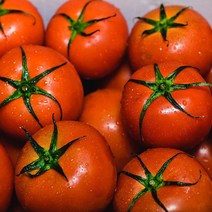 당일 수확 완숙 찰 토마토 5KG (당일배송), 중과(3-4번과) 5KG