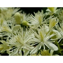 꽃씨앗 사위질빵 (100립) -다년초 종자씨앗 야생화 씨앗모음