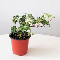 마이플랜트 [마이플랜트]사자머리송악 키우기 쉬운 넝쿨 덩쿨 식물 행잉식물 아이비, 선택완료, 사자머리송악