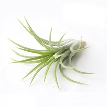 틸란드시아 소 5cm 내외 - (먼지먹는 식물), 단품