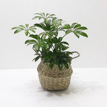러브코리아 홍콩야자(소) 해초바구니 관엽식물 실내인테리어식물, 단품, 상세페이지 참조