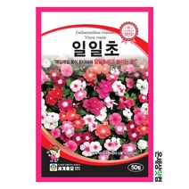 일일초 50립 / 꽃씨 종자 화단 정원 일년생