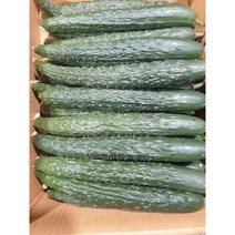 싱싱한 가시오이 청오이 특품 오이, 특품-5kg