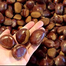 밤보관법 공주밤 햇공주밤 1KG 칼집X 밤삶기 옥광밤