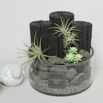 1300K 천연 가습기 글라스에 담긴 틸란과 숯, 단품