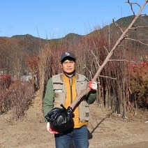 사과대추나무 묘목 7년생 다왕자오 왕대추 수확 원예