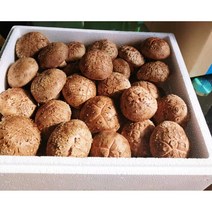 표고버섯 산지직송 화고 생표고버섯 고급형 이유식 끝내주는 화고, 화-1kg, 1개