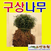 (소망)구상나무묘목 키 약30센치(실생5년생)(분)