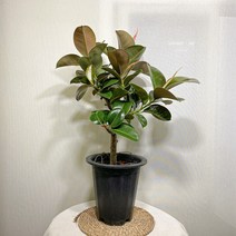 인도 고무나무 대형, 1개