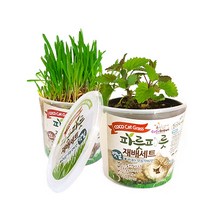캣그라스 키우기 고양이 먹어도 되는 식물 캣닢 귀리 새싹보리 씨앗 세트, 1개