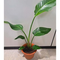 [이삽저삽]여인초화분(키80-90cm내외/7치화분포함)건강한 관엽식물(극락조과)/공기정화식물 탁월/실내인테리어식물 관상용