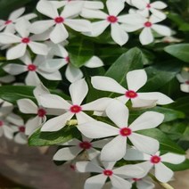 일일초 매일초 6포트분, 1개