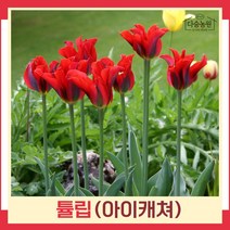 튤립 구근 모종 아이캐쳐 5개