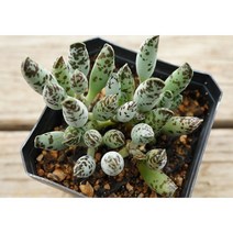 [천금장군생 0725] 홈가드닝 분재 선인장 키우기쉬운 아프리카 다육이 공기정화 특이한 귀여운 예쁜 희귀한 인테리어 생일 소형 작은 개업선물 리톱스 코노피튬 식물키우기