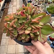 [해와달다육] 빅레드 철화 다육이, 1개