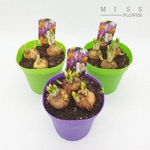 꽃집아가씨 크로커스 기본포트 구근식물 3가지 색상 낱개판매, 크로커스 기본포트-식물색상(랜덤)