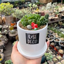 하월시아 실생 다육식물 알붐 세덤 화분세트