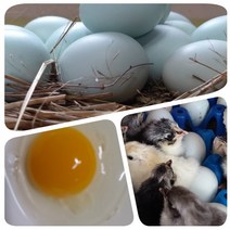 강원고성 자연방목 유황청란 유정란 식용 초란 부화용 청계란 청란 무항생제 난각1번, 부화용 40구